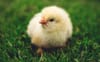The science marketing chicken-and-egg problem: How to do more when you don’t have the resources?